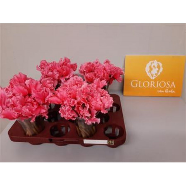 Cycl P Bloem Pink 25cm 