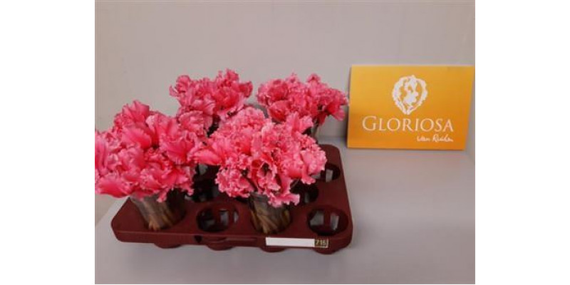 Cycl P Bloem Pink 25cm 