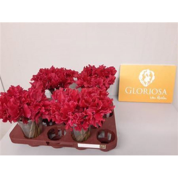 Cycl P Bloem Red 25cm 