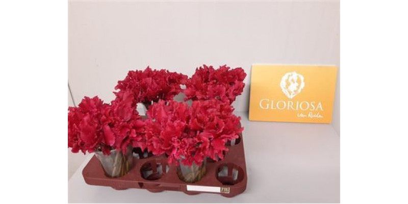 Cycl P Bloem Red 25cm 