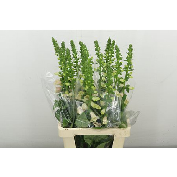 Digi Purpurea 75 cm A1
