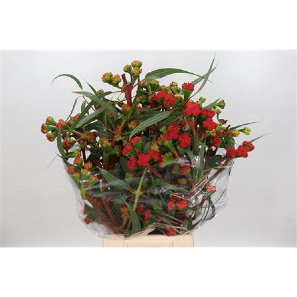 Eucalyptus Cardinale Flowers 400gr 65cm A1