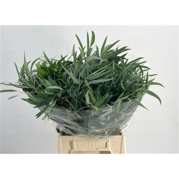 Euc Short Domenichina 150gr 50 cm A1