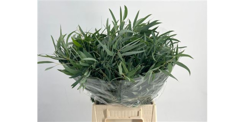 Euc Short Domenichina 150gr 50 cm A1