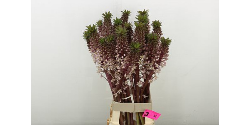 Eucomis Ov 85 cm A1
