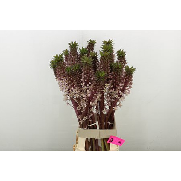 Eucomis Ov 85 cm A1