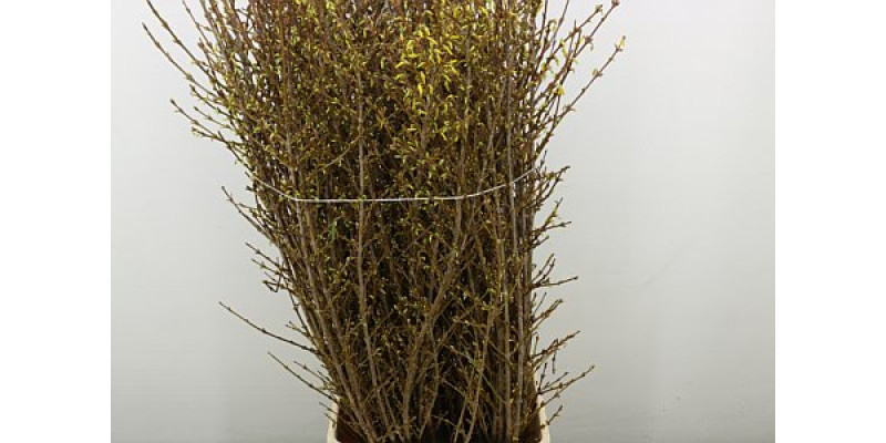 Forsy I Spectabilis 120 cm A1