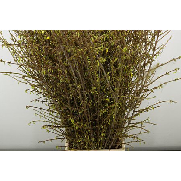 Forsy I Spectabilis 120 cm A1