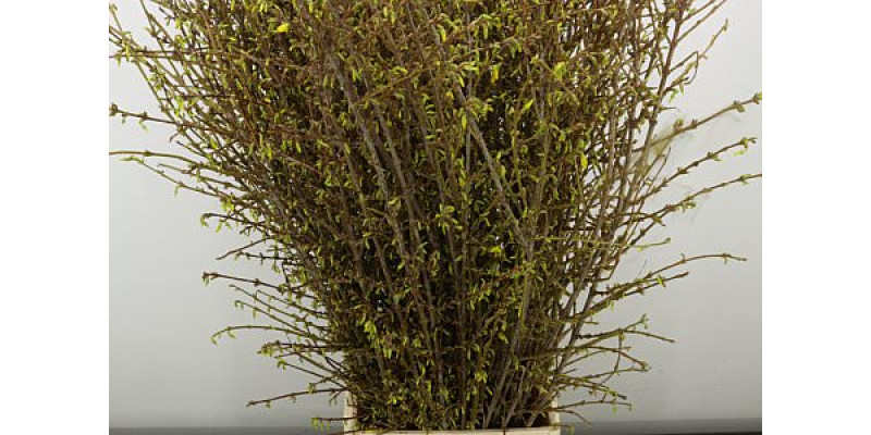 Forsy I Spectabilis 120 cm A1