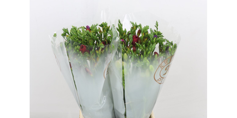Freesias En Mixed 50cm EX Col-Mixed