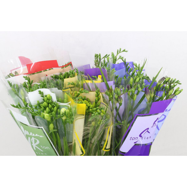 Freesias En Mixed Ton Sur Ton 48cm 1E Col-Mixed