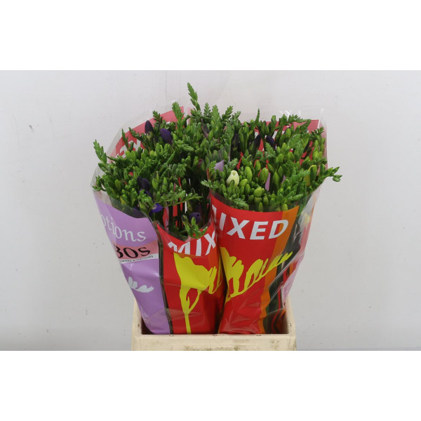 Freesias En Gem 50 A2Mixed