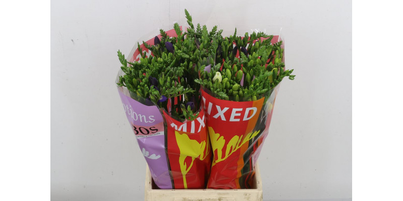 Freesias En Gem 50 A2Mixed