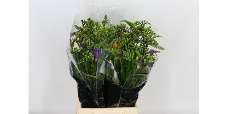 Freesias En Gem 52 A2Mixed