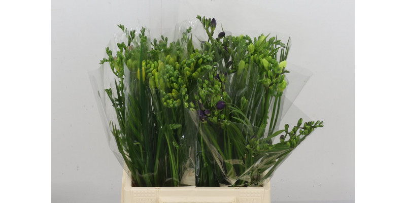 Freesias En Gemengd 40 A2Mixed