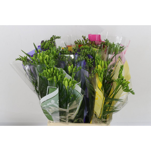 Freesias En Ton Sur Ton Gemengd 50 A2Mixed