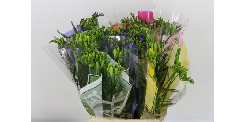 Freesias En Ton Sur Ton Gemengd 50 A2Mixed