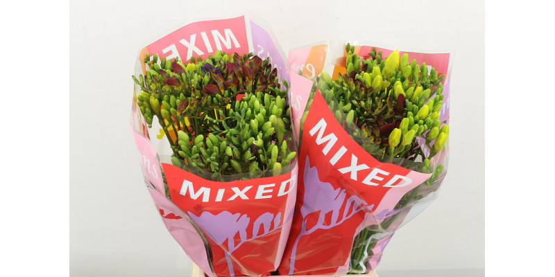 Freesias En Gem 50cm A2 Col-Mixed