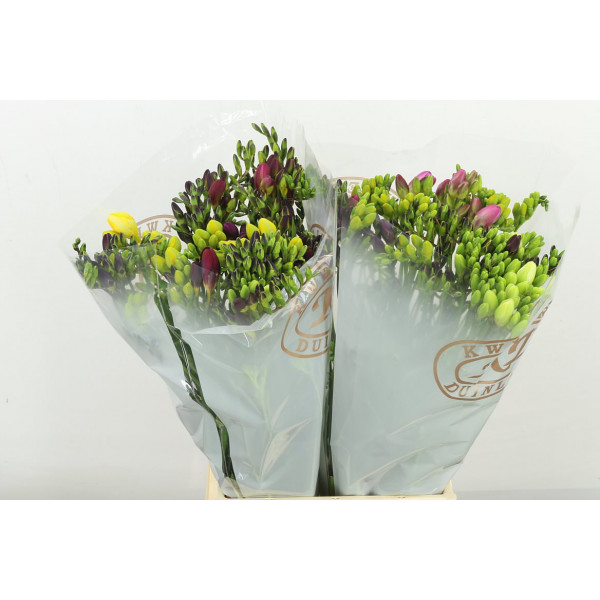 Freesias En Gem 52cm A2 Col-Mixed