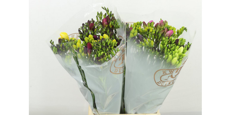 Freesias En Gem 52cm A2 Col-Mixed