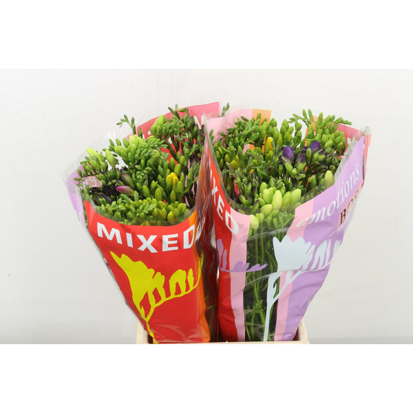 Freesias En Gem 50cm A2 Col-Mixed