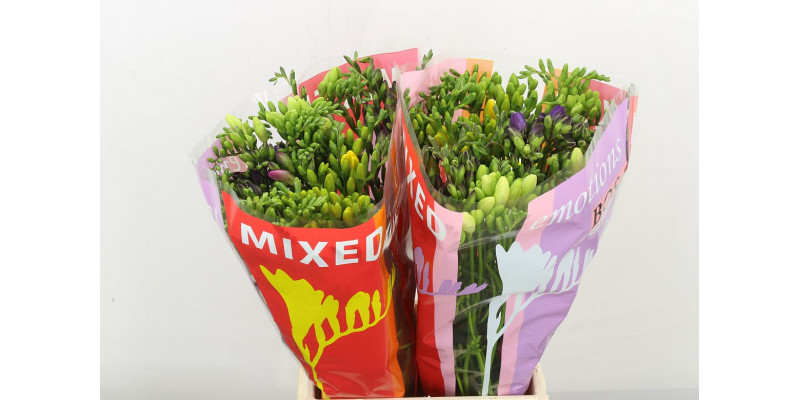 Freesias En Gem 50cm A2 Col-Mixed