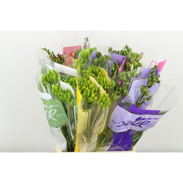 Freesias En Ton Sur Ton Gemengd 50cm A2 Col-Mixed