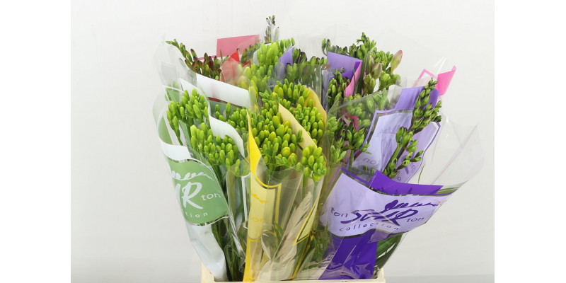 Freesias En Ton Sur Ton Gemengd 50cm A2 Col-Mixed