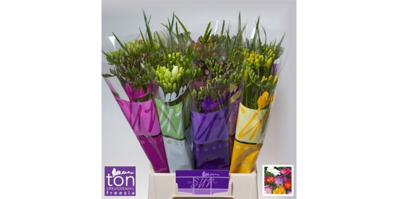 Freesias En Gem 50cm A2