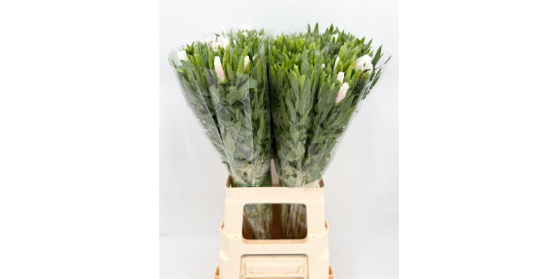 Clarkia Bicolor Pink 70 cm A1