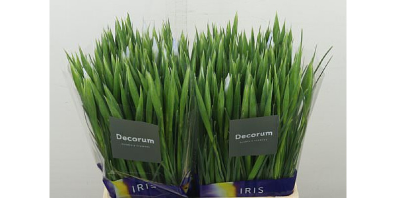 Iris Claires Delight 64 cm A1