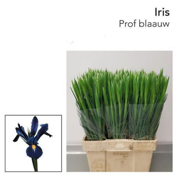 Iris Prof Blaauw 64cm A1