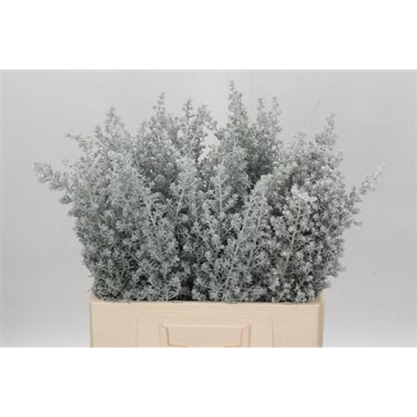 Maireana Sedifolia 60cm A1