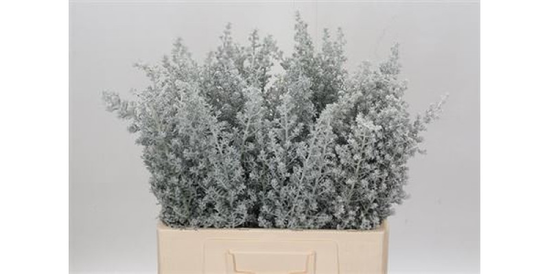 Maireana Sedifolia 60cm A1