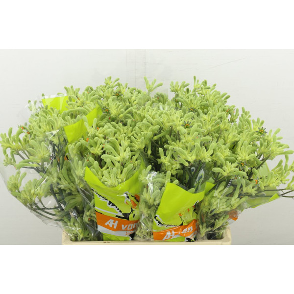 Anigoz Green Super 60 cm A1