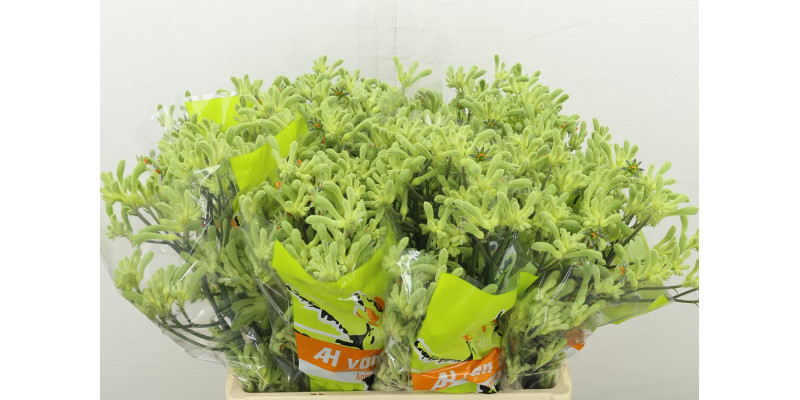 Anigoz Green Super 60 cm A1