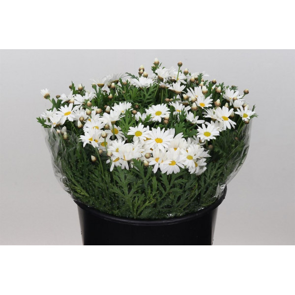 Margriet White 45 EXWhite