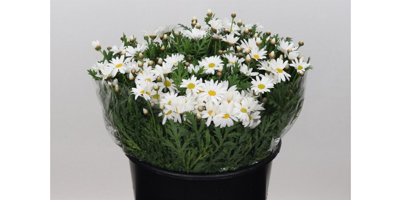 Margriet White 45 EXWhite