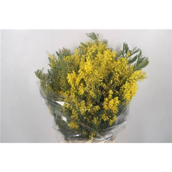 Acacia Floribunda 200gr 55cm A1