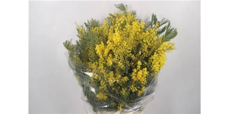 Acacia Floribunda 500gr 55 cm A1