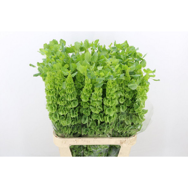 Moluccella 90cm A1 Col-Green