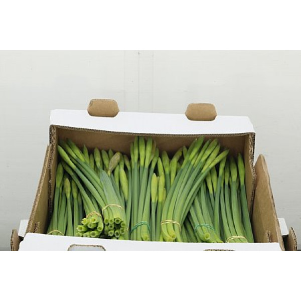 Daffodil - Narcissus Dutch Master (potlood) 30 cm A1