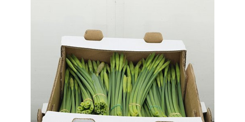 Daffodil - Narcissus Dutch Master (potlood) 30 cm A1