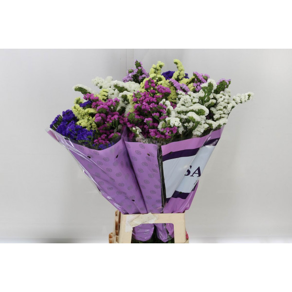 Limonium S Gem 80 A1Mixed