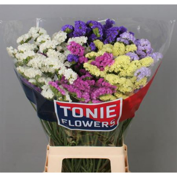 Limonium S Gem 70cm A1