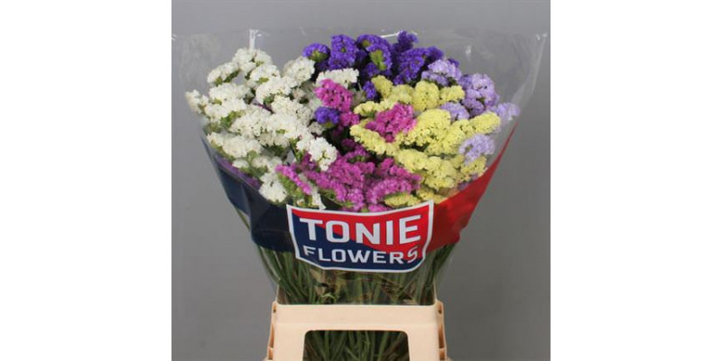 Limonium S Gem 70cm A1