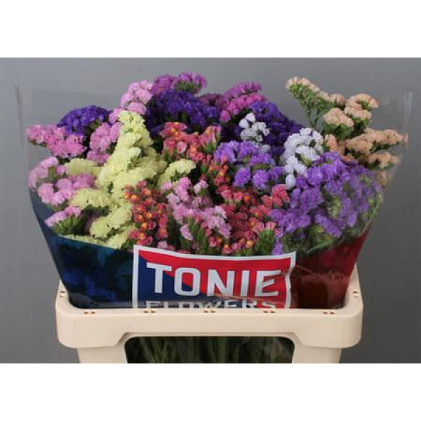 Limonium S Gem 60cm A1