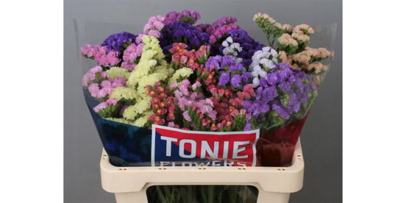 Limonium S Gem 60cm A1