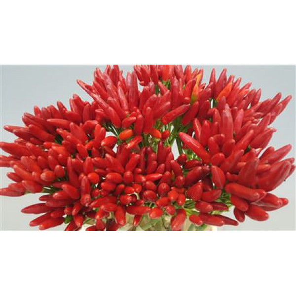 Sierpeper Fire Red 50cm EX