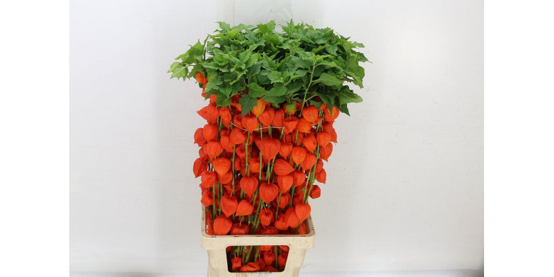 Physalis Lampion Tak 90cm A1 Col-Orange